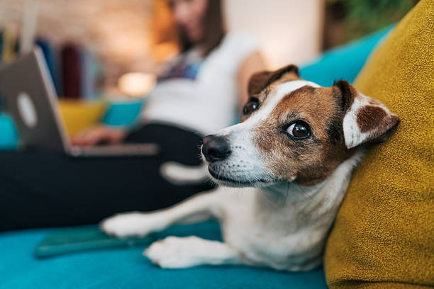 Cute jack russell dog relaxing on sofa while owner is working on laptop