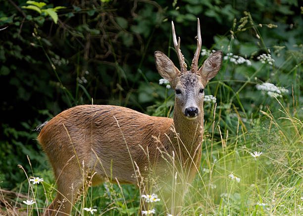 Spotted Deer in the Summer Morning Standing at the Forest Edge