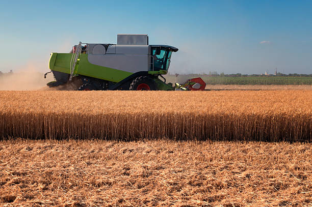 istock Harvester combine harvesting wheat 2223994293