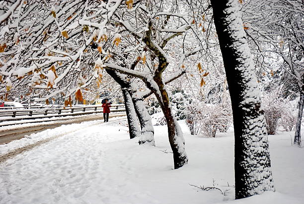 Ankara, Turkey - January 12,  2015 :A person walks along a snow-covered sidewalk lined with trees after a heavy snowfall in Ankara. The red coat of the pedestrian contrasts with the white landscape, creating a striking winter scene. Snow-laden branches and untouched pathways reflect the serene atmosphere of the city during the winter months, highlighting the beauty and stillness of urban life in Turkey's capital.