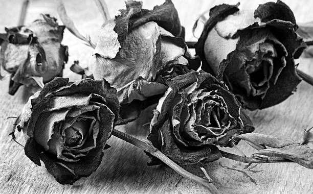 istock dry roses on a wooden table close-up. black and white 2223994637