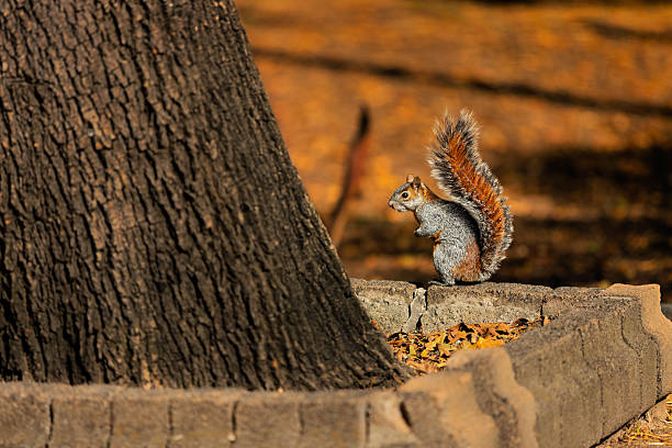istock Squirrel on the edge of a tree planter in Chapultepec Forest, Mexico City 2223996255