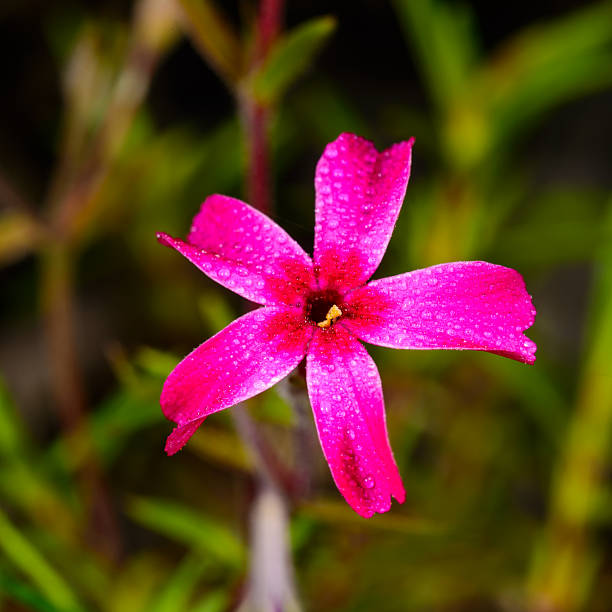 Crimson five-petaled Phlox flower Phlox subulata