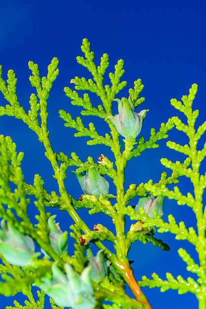 Eastern white-cedar Thuja occidentalis, twig with cones against blue sky