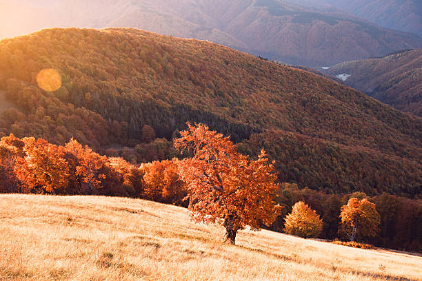Lonely beech tree glowing in the rays of the setting sun, against the background of a red autumn forest in the mountain terrain. Landscape photography