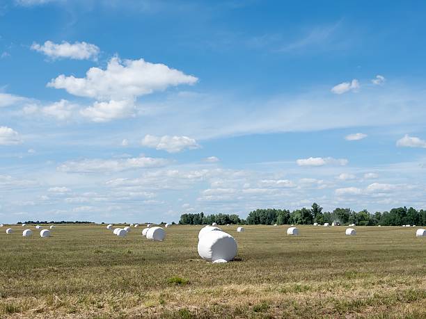 Wide rural landscape with numerous white hay bales wrapped in plastic scattered across a dry harvested field. Clear blue sky with scattered clouds above. Agricultural scene representing farming, summer harvest, and countryside life. Ideal for backgrounds, farming themes, and environmental projects.