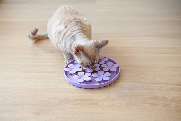 istock Devon Rex Cat Eating from Purple Flower-Shaped Slow Feeder 2223998339