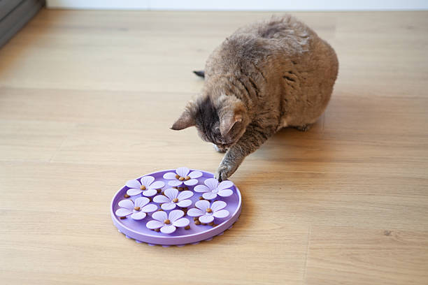 istock Mature Devon Rex Cat Eating from Purple Flower-Shaped Slow Feeder 2223998341