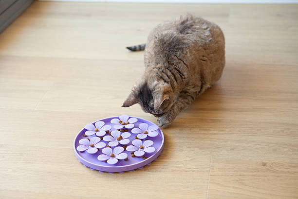 istock Mature Devon Rex Cat Eating from Purple Flower-Shaped Slow Feeder 2223998343