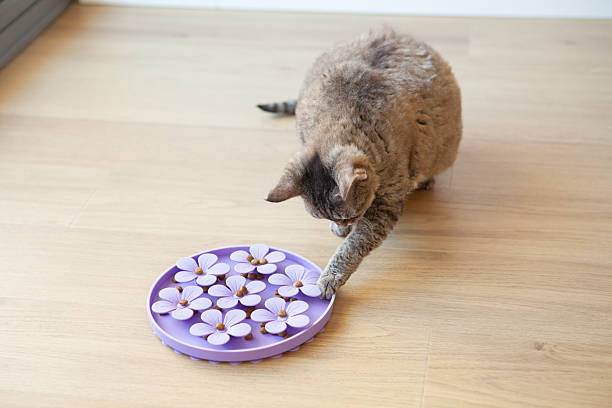 istock Mature Devon Rex Cat Eating from Purple Flower-Shaped Slow Feeder 2223998344