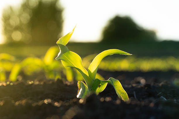 istock Young corn plants emerge from dark soil in a lush field under soft sunlight, highlighting the vibrant green leaves and healthy growth, indicative of a fruitful season ahead 2224000335