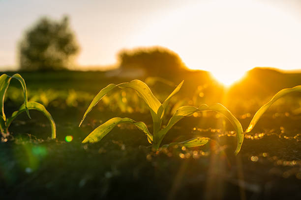 Young corn plants emerge from rich soil as the sun rises, casting a warm glow over the farm landscape. The morning light enhances the vibrant greens of the field