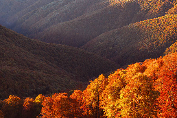 Evening sun sets over red beech forest in colorful autumn mountain landscape. Seasonal light reveals deep tones in a peaceful nature photography scene