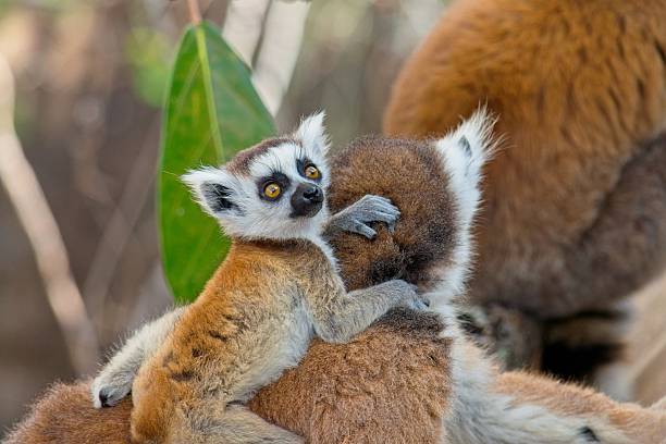 Baby ring-tailed lemur hugging mother in the wilds of madagascar, showcasing a tender moment of togetherness in their natural habitat