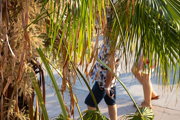 Socotra, Yemen - January 19, 2025: A young man skillfully climbs a palm tree to gather dates, showcasing traditional practices on Socotra Island during daytime.