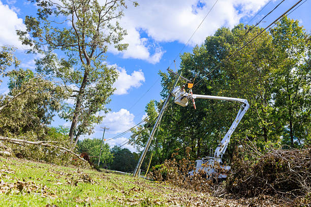 istock Utility worker clears fallen tree branches from power lines during afternoon after storm 2224005032