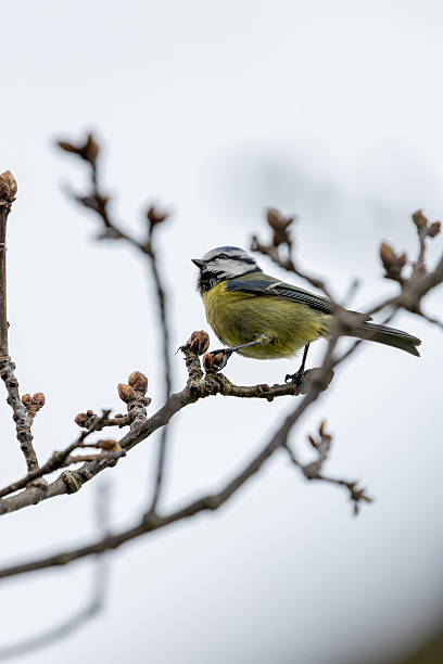 istock Blue Tit (Cyanistes caeruleus), common across Europe, spotted in Phoenix Park, Dublin. 2224005492
