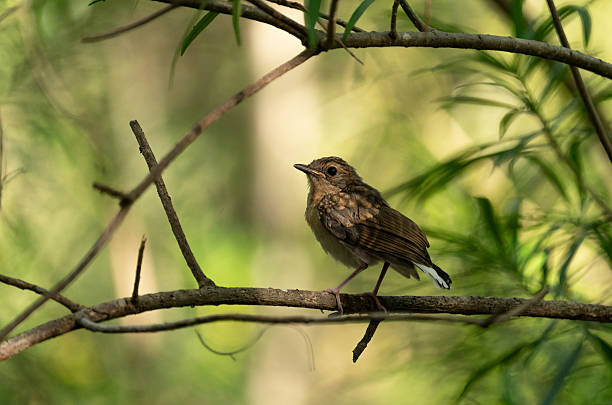 istock Juvenile white-rumped shama in a green forest on Kauai 2224005707