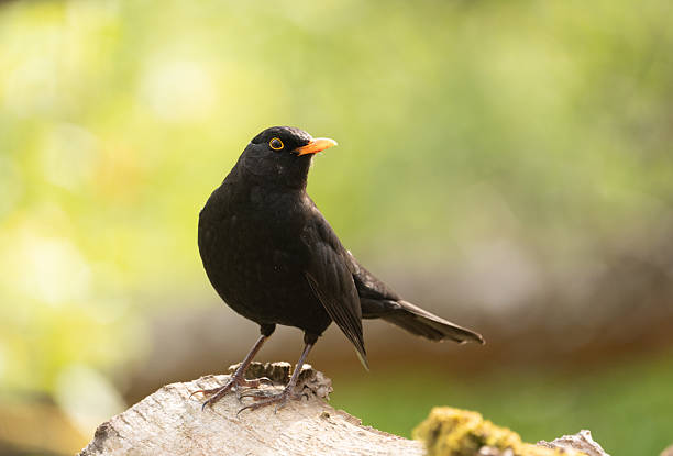 istock Curious Eurasian blackbird in a Swedish forest 2224005867