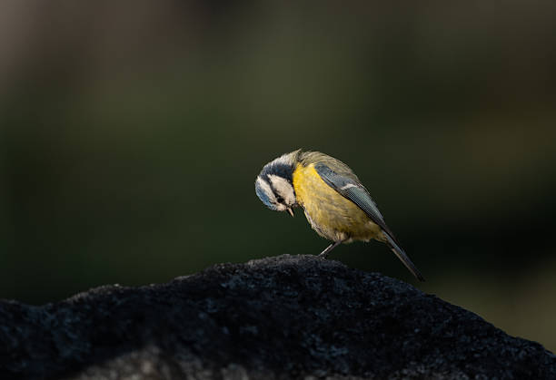 Two little birds feeding on fat ball.  Blue tit. Winter time
