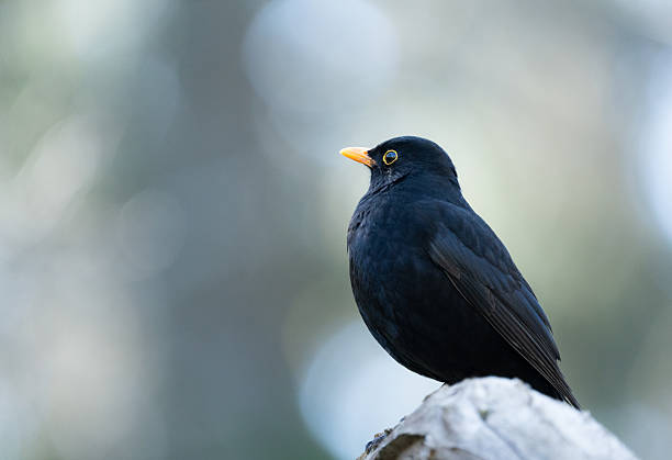 istock Common blackbird on a cold Swedish morning 2224005909