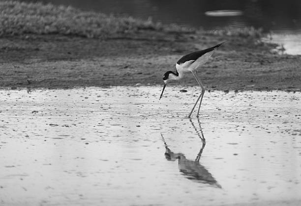A black and white photo of a black-necked stilt (Himantopus mexicanus), seen foraging for food and reflected in the still water of a wetland on Kauai