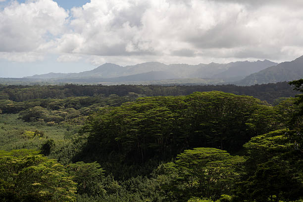 An expanse of green trees and jungle in Kauai leads to Mountains and partly cloudy sky, seen from the Kuilau Ridge trail