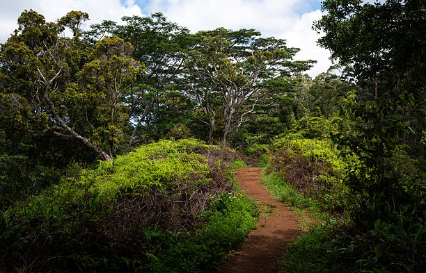 The red clay trail on the Kuilau ridge leads into the vibrant green forest on Kauai