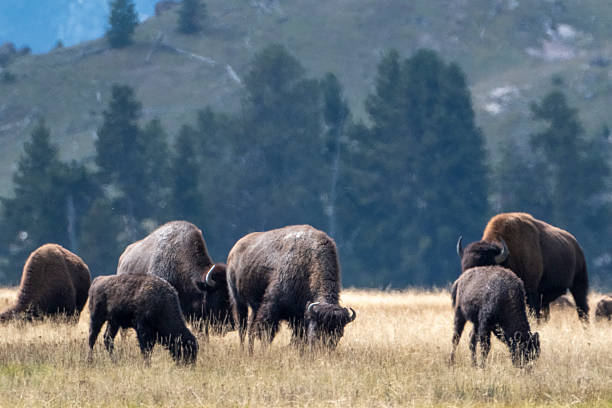 istock Herd of bison Yellowstone National Park 2224006152