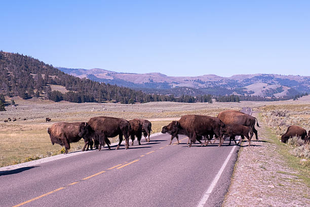 istock Bison crossing the road Yellowstone National Park 2224006632