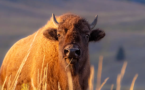istock Bison eating Yellowstone National Park 2224006805