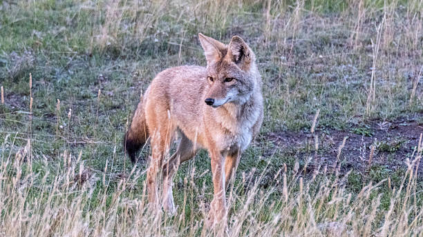 istock Coyote stare Yellowstone National Park 2224006989