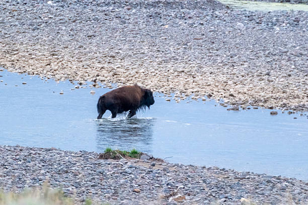 istock Bison crossing a river Yellowstone National Park 2224006992