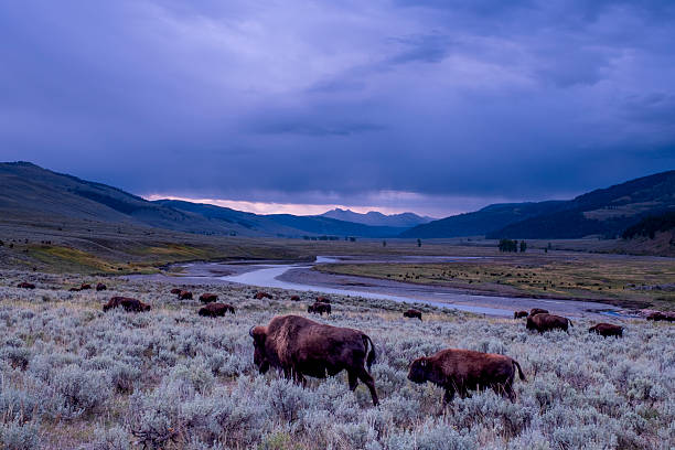 Yellowstone National Park