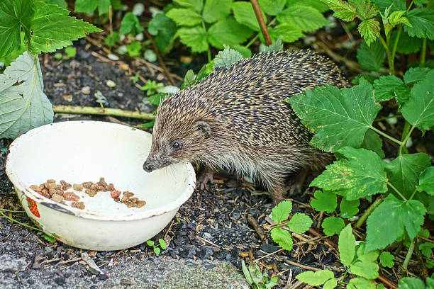 one big hedgehog stands over a white bowl with food on the ground among green vegetation in summer nature