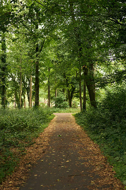 Serene forest path covered with fallen leaves, inviting exploration and tranquility
