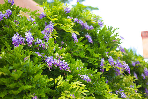 Santa Fe, NM: Purple Wisteria on Lush Green Vine
