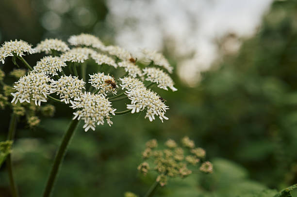 Close-up of white flowers with intricate petals, set against a blurred green background in a natural setting