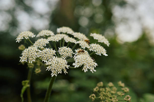 Ants actively exploring delicate white wildflowers in a lush green natural environment