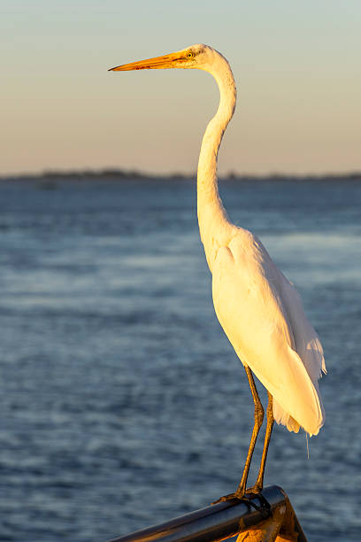 istock Great egret resting on railing by the Tapajos river in Santarem 2224012648