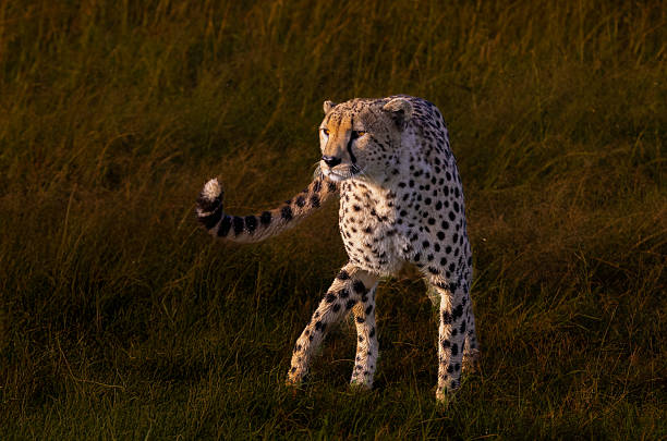 BotswanaCheeta (Acinonyx jubatus)