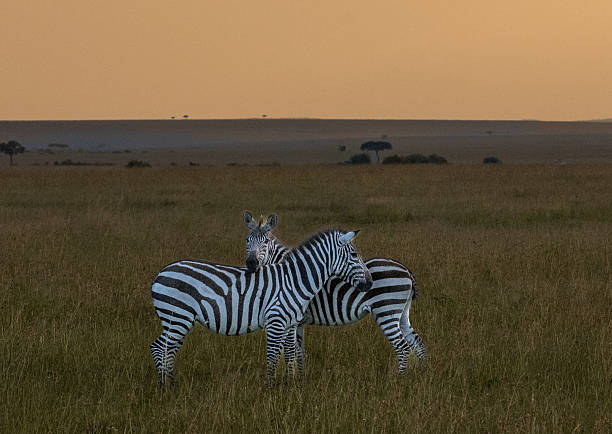 A pair of zebras rest closely together in the open plains of Maasai Mara, creating a symmetrical and intimate moment on the African grassland.