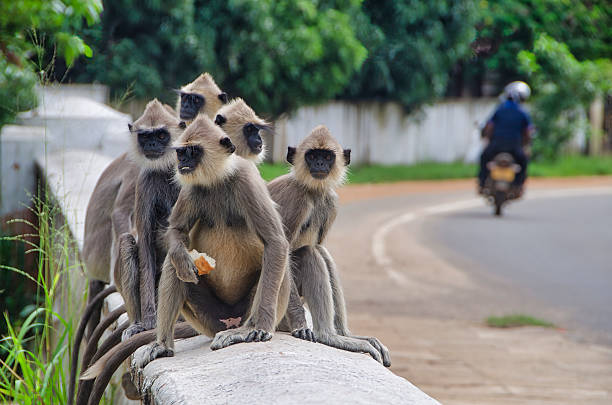 Tufted gray langur monkeys eating on a concrete wall near a road