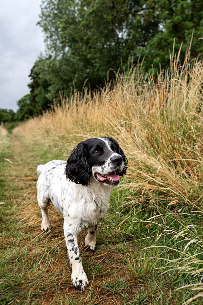 istock Playful black and white dog walking along a grassy path. 2224013522