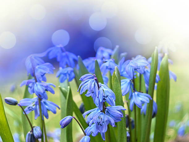 A close-up photo of beautiful Scilla siberica flowers. Shallow depth of field, nice bokeh lights. Space for copy.