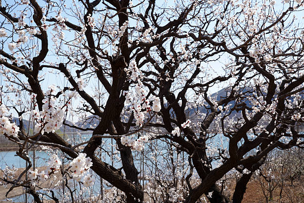 Beautiful apricot flowers bloom in spring