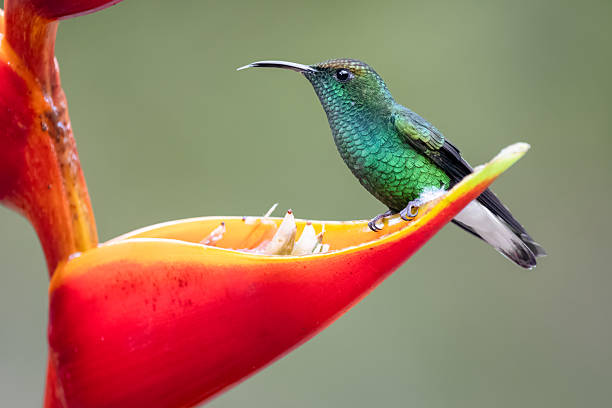 Photographed this Coppery-headed emerald hummingbird while taking nectar from a heliconia flower in the cloud forest of Vara Blanca, Costa Rica