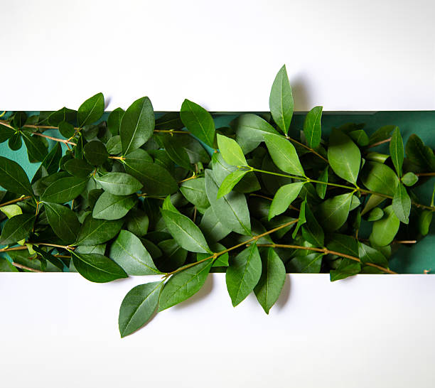 Fresh green leaves arranged artfully against a clean white backdrop, creating a vibrant and natural aesthetic