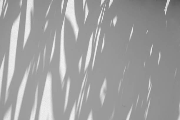istock Abstract natural tree branch leaves shadow on white wall background 2224018832