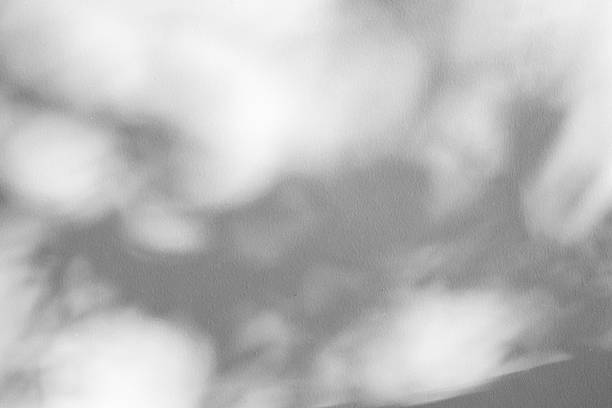 istock Abstract natural tree branch leaves shadow on white wall background 2224018896